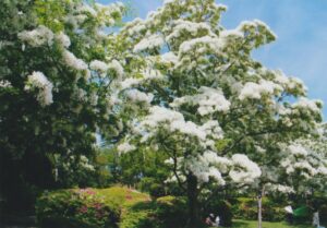 なんじゃもんじゃ／鈴木重美