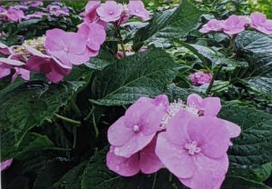 初夏の香り／河西操
